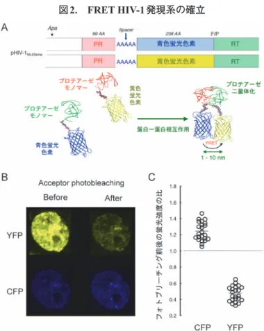 図 2. FRET HIV-1発現系の確立