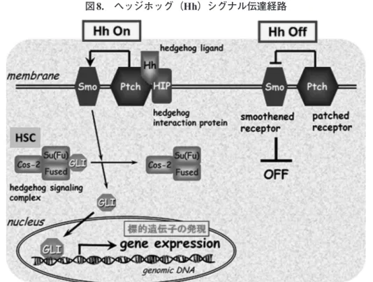 図 8. ヘッジホッグ（Hh）シグナル伝達経路