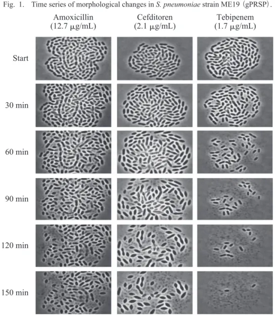 Fig.  1.  Time series of morphological changes in  S. pneumoniae  strain ME19  （gPRSP） 
