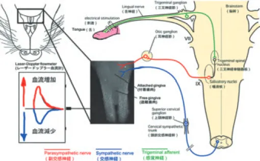 図 歯肉の血流調節に関与する自律神経線維とそれらの中枢の模式図北海道医療大学歯学雑誌!令和 年