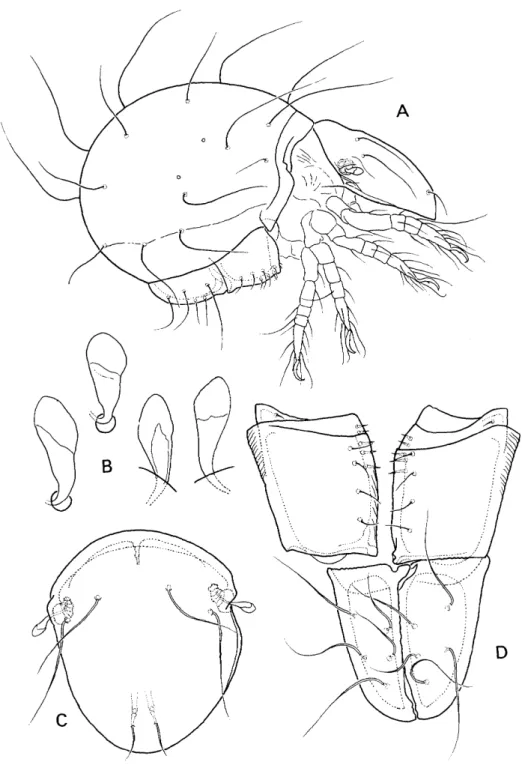 Fig.  4.  Paraphthiracarus  lanatus  (FEIDER  et  Sucru,  1957).-A:  Lateral.  B:  Sensilli  in  various  spects