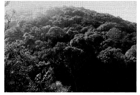 Figure  4.  The  Montane  Evergreen  Broad -Leaved  Forest  (Castanopsis)  a t   1070  m  Elevation  on  Man  -  K a   Mountain
