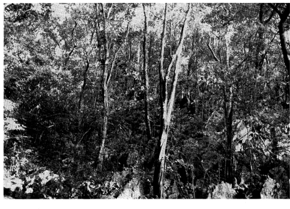 Figure  5.  The  Limestone  Forest  near  Menglun,  with  Deciduous  and  Evergreen  Trees  on  Shallow  (Variable)  Soil  over  Jagged  Limestone