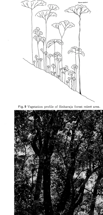 Fig.  9  Vegetation  profile  of  Sinharaja forest  relev6  area. 