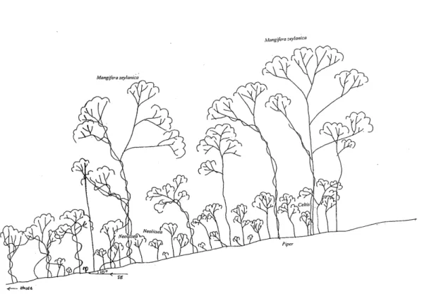 Fig.  10  Vegetation  profile  of  Southeast  elevation,  Gannoruwa  forest  relev6  area  1