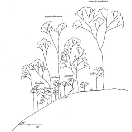 Fig.  11  Vegetation  profile  of  northeast  elevation,  Gannoruwa  forest  relev6  area  1