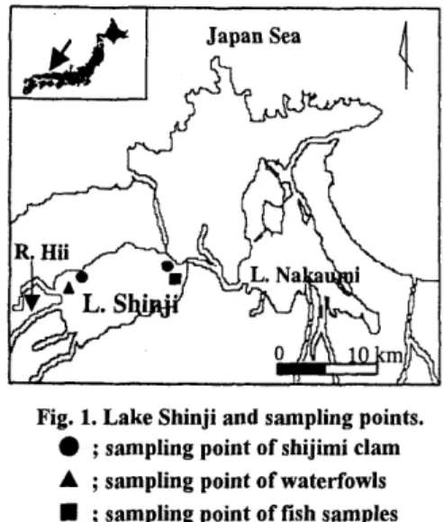 Fig.  1.  Lake Shinji and sampling points. 