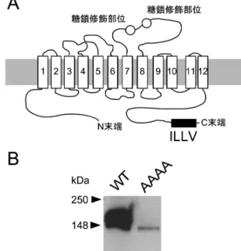 Fig． １ NKCC1の疎水性アミノ酸配列変異体のタンパク質発現． A）NKCC1の構造の模式図と疎水性アミノ酸配列（ILLV）の位 置．B）野生型NKCC1（WT）とILLV配列の変異体（AAAA）の タンパク質発現．変異体では糖鎖修飾を受けず，発現量が著しく 低下した．［最近のトピックス］口腔生物学系薬理学分野 細胞膜タンパク質の運命を決定するアミノ酸配列根津顕弘Akihiro NEZU北海道医療大学歯学部口腔生物学系薬理学分野