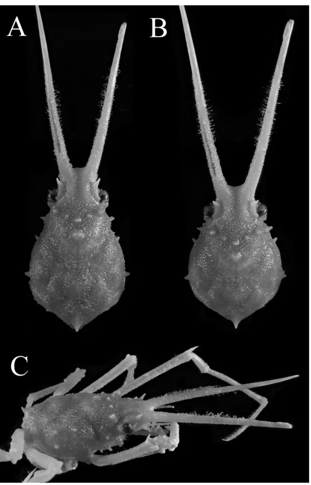 Fig. 7 Hyastenus uncifer Calman, 1906, carapace. Full-grown female (12.5 × 7.9 mm, WMNH-Na-Cr 0347), Kuro  Island