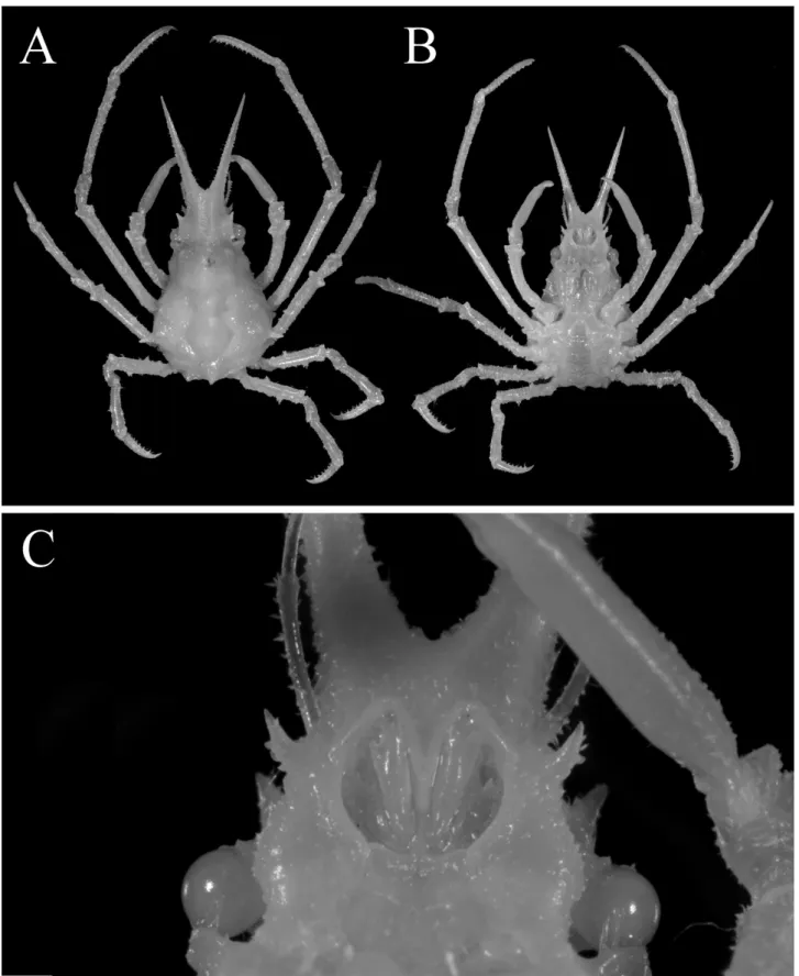 Fig. 5 Hyastenus baru Windsor &amp; Ahyong, 2013. Holotype, male (7.8 × 4.7 mm, MNHN-IU-2012-994)