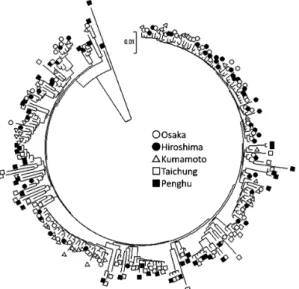 Fig. 2.  A. lactea  haplotype  tree  constructed  using  the  neighbour-joining method.