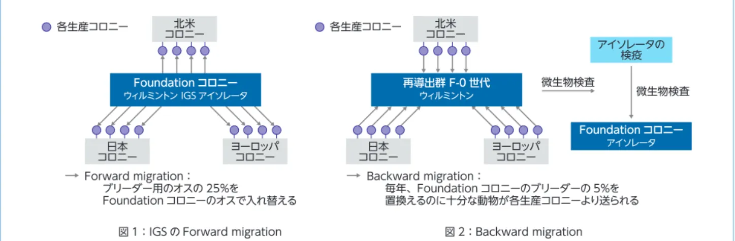 図 1：IGS の Forward migrationヨーロッパコロニーFoundation コロニーウィルミントン IGS アイソレータ コロニー北米 アイソレータの検疫コロニー日本図 2：Backward migrationヨーロッパコロニー微生物検査 微生物検査再導出群 F-0 世代ウィルミントンFoundation コロニーアイソレータForward migration：ブリーダー用のオスの 25％をFoundation コロニーのオスで入れ替えるBackward migration：毎年、Foun