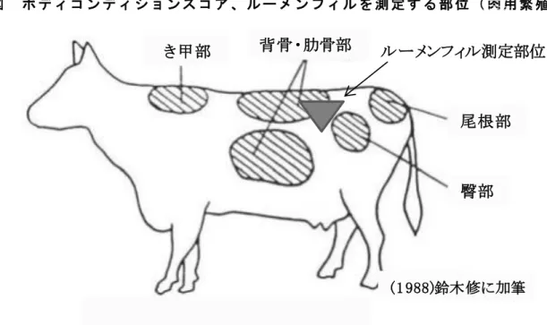 図   ボ デ ィ コ ン デ ィ シ ョ ン ス コ ア 、 ル ー メ ン フ ィ ル を 測 定 す る 部 位 （ 肉 用 繁 殖 牛 ）   表   ボ デ ィ コ ン デ ィ シ ョ ン ・ ス コ ア の 判 定 基 準 （ 肉 用 繁 殖 牛 ）     (Bellows ら 、 1978)（ 鈴 木 ）   ルーメンフィル測定部位(1 988)鈴木修に加筆背骨・肋骨部き甲部尾根部臀部 コンディション スコア １ ２ ３ ４ ５ ６ ７ ８ ９ １０ コンディション クラス やせている 普通