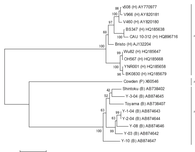 図 3-2 本章で決定したウシ株を含む RVC の全 11 分節遺伝子の分子系統学的解析 B:bovine, H:human, P:porcine, GenBank accession number が記載されている。遺伝 子型を右側に記載、クラスター内の系統をローマ数字で記載