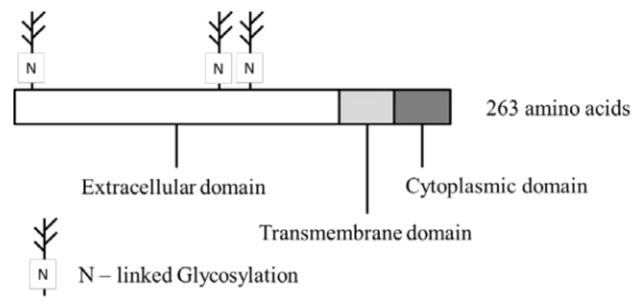 Figure 21. The domain structure of TF 