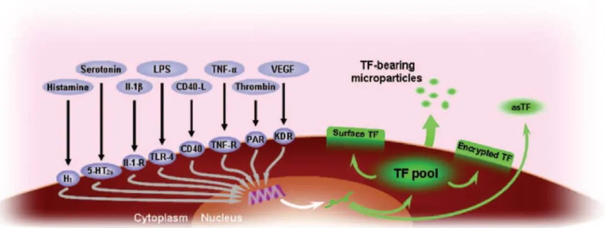 Figure 22. Induction of TF expression and activity（文献  53  より引用） 
