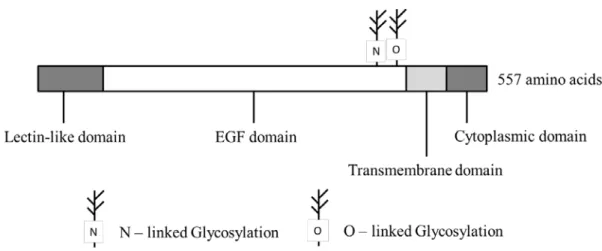 Figure 23. The domain structure of TM 