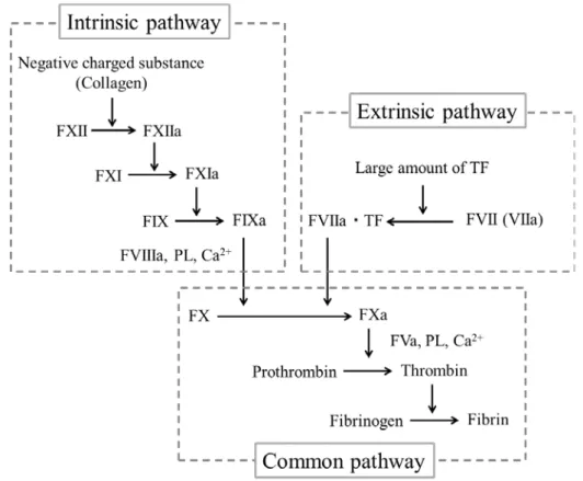 Figure 1. Coagulation pathway（文献  2  より改変） 
