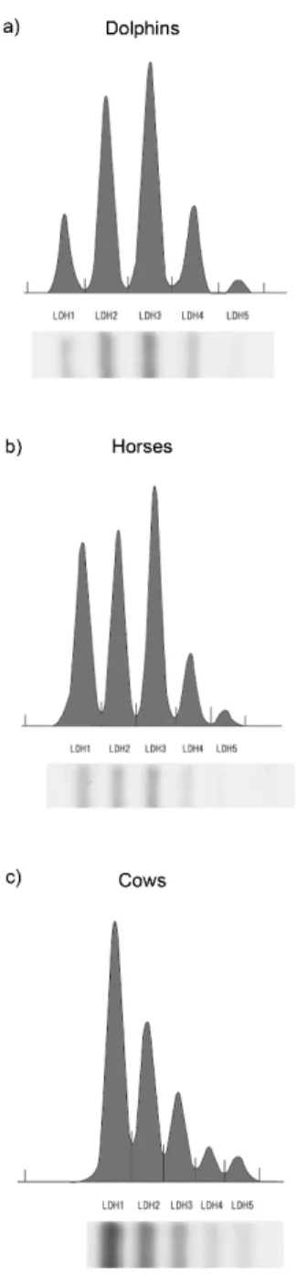 Figure 2-1. Comparison of plasma LDH isoenzyme patterns between cows, horses  and  dolphins