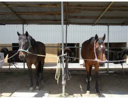 Figure 3-1. Representative horses in this study. Left: young horse (female, 7 years  old, EBCS4)