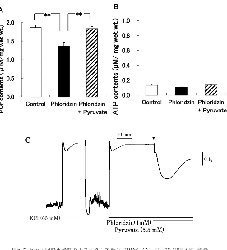 Fig. 7  ラット回腸平滑筋のホスホクレアチン（ PCr）（A）および ATP（B）含量