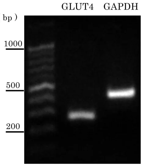 Fig. 10  ラット大動脈平滑筋における GLUT4 mRNA 発現 