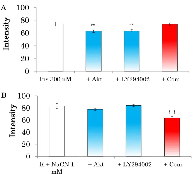 Fig.  12  ラット大動脈平滑筋単離細胞の 2-NBDG 取り込み増加に対する各