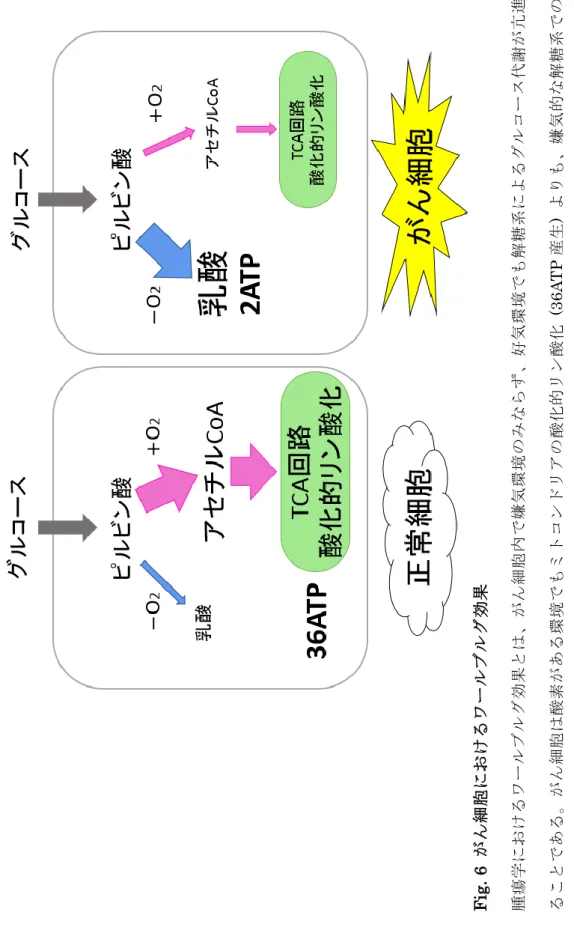 Fig. 6 がん細胞におけるワールブルグ効果 腫瘍学におけるワールブルグ効果とは、がん細胞内で嫌気環境のみならず、好気環境でも解糖系によるグルコース代謝が亢進してい ることである。がん細胞は酸素がある環境でもミトコンドリアの酸化的リン酸化 (36ATP産生) よりも、嫌気的な解糖系でのエネル ギー産生 (2ATP) を行っている。グルコースは解答系でピルビン酸になった後は、ミトコンドリアに入らず、最終産物として乳酸に