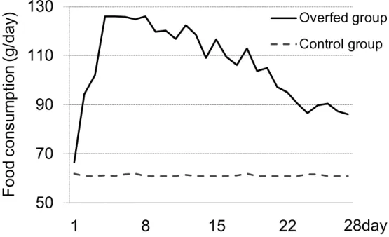 Figure 1　Changes in average food consumption (g/day) for 4 weeks in overfed and control group