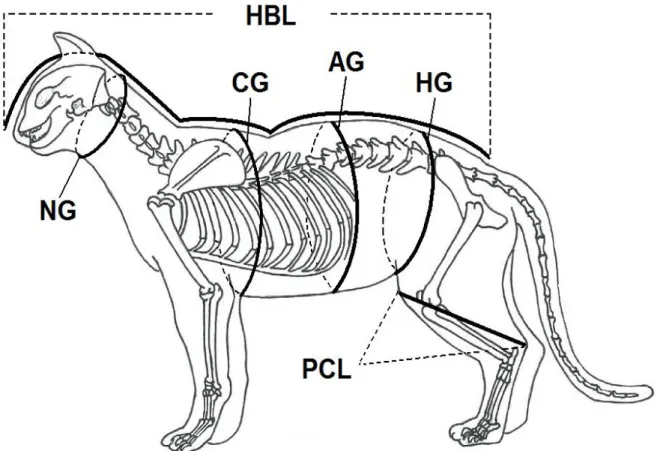Figure 2　Measured anatomic sites of zoometric variables of cat