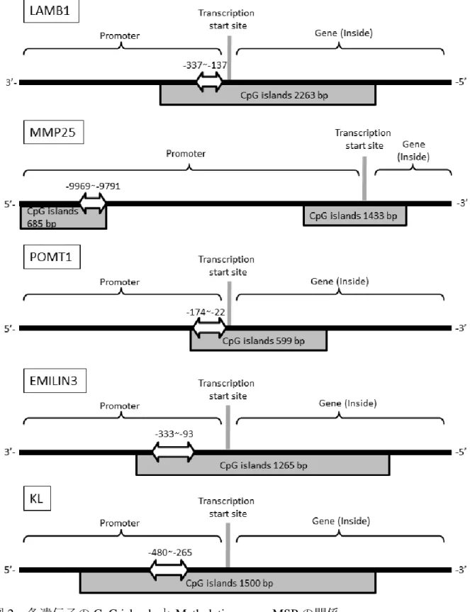 図 2  各遺伝子の CpG islands と Methylation array, MSP の関係 