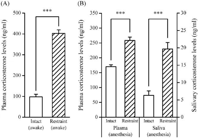 Fig. 3.2  三種混合麻酔下又は無麻酔下の成熟雄性 ICR マウスにおける拘束ストレス負荷 (60 分) による corticosterone 濃度への影響。拘束ストレス負荷群は，60 分間の拘束ストレ ス負荷後直ちに断頭により安楽死させた (A)。無処置群及び拘束ストレス負荷群は， 10 分間の麻酔導入の後，40 分間の唾液を採取し，唾液採取後断頭により安楽死させ た (B)。白抜きの棒は無処置群を，斜線の棒は拘束ストレス負荷群を示す。それぞれ の群は，10 週齢の雄性 ICR マウス 6 から 7