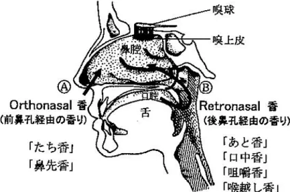 Fig. 1  香りを感じる二つの経路 6)