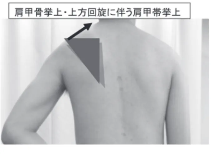 図 7　僧帽筋上部線維について 僧帽筋上部線維の筋活動は、開始肢位より認められた。本運動 課題においては、開始肢位にて肩関節外転位、肩甲骨挙上位と なるため、僧帽筋上部線維は肩甲帯を挙上する目的で活動した と考える。また L5 から Th12 の間で筋活動は増加傾向を示し、 肩甲骨運動は L5 から Th12 で挙上・上方回旋位となるため、 肩甲帯を挙上し上肢をより高位に移動する目的で活動したと考 えられる。つぎに、Th12 から Th7 に移行するに伴い筋活動は 漸減傾向を示し、このとき肩甲骨は下方回旋位