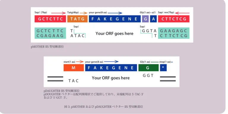 図 3. pMOTHER および pDAUGHTER ベクター IIS 型切断部位pMOTHER IIS 型切断部位pDAUGHTER IIS 型切断部位 pDOUGHTER ベクターは配列開環状でご提供しており、末端配列は 5'-TAC-3'および 5'-GGT -3'。クローニングの機序 他社製品との比較 IP フリーの製品は DNA 社だけ！