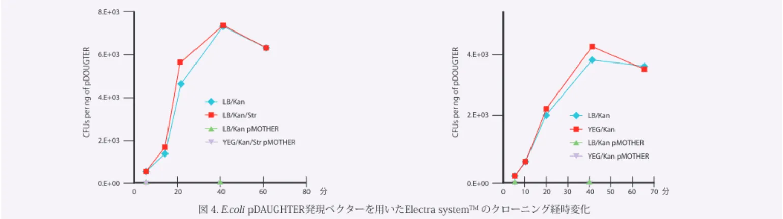 図 4. E.coli pDAUGHTER発現ベクターを用いたElectra system TM のクローニング経時変化