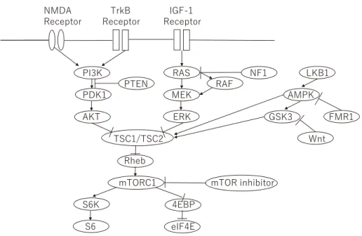 図 1　mTOR シグナル伝達系の概略図
