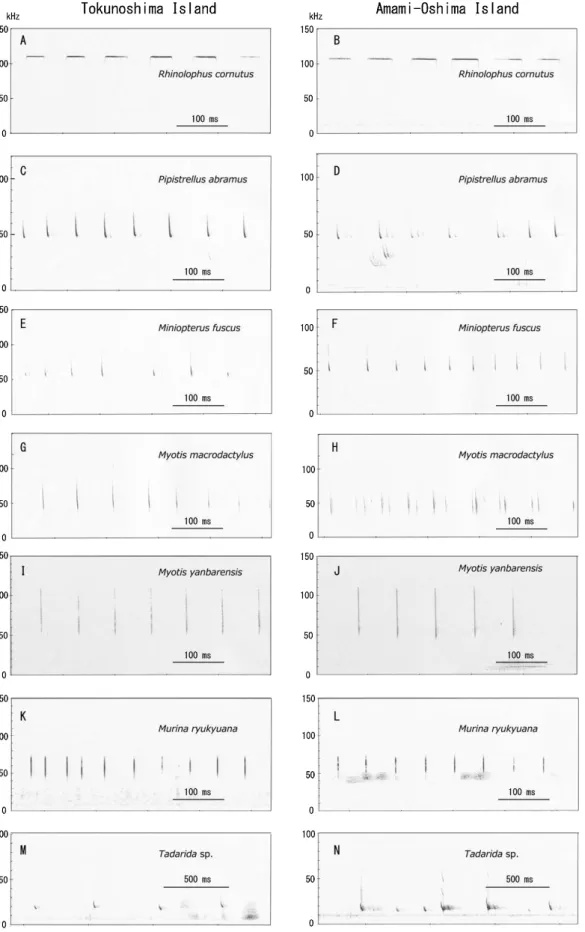 Fig. 6.  Sonograms of the scanning echolocation calls emitted by Rhinolophus cornutus orii,  Pipistrellus abramus, Miniopterus fuscus,  Myotis  macrodactylus, Myotis yanbarensis, Murina ryukyuana, and Tadarida sp