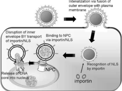 Fig. 10. Schematic Image of Artiˆcial Nuclear Transfer by NLS-DMEND