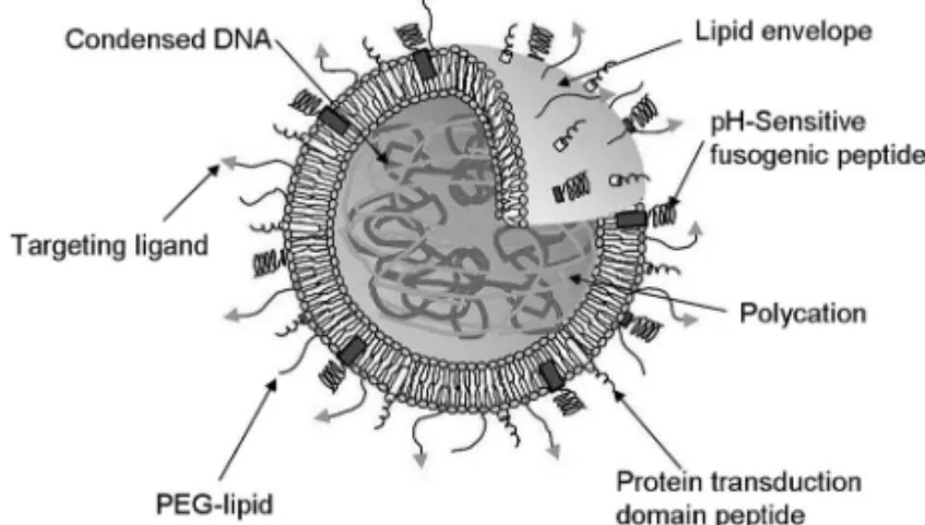 Fig. 2. Schematic Representation of Multifunctional En- En-velope-type Nano Device (MEND)