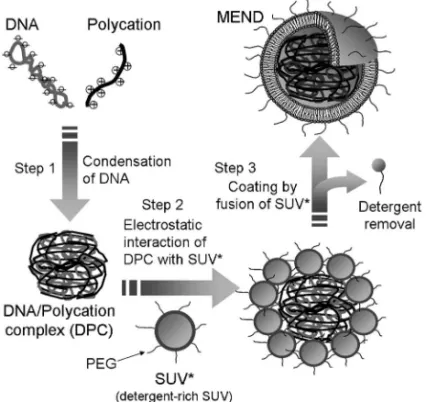 Fig. 5. Distribution of DNA and Lipids after Discontinuous Sucrose Density Gradient Ultra-centrifugation of MEND Prepared by SUV-fusion Method
