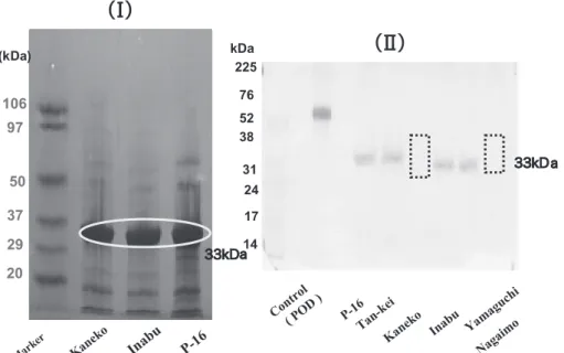 Fig. 5a   SDS-PAGE and detection of a glycoprotein using PAS staining.