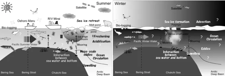 Figure 1.  Schematics of marine ecosystem in the Pacific sector of the Arctic Ocean in summer (left) and winter (right)