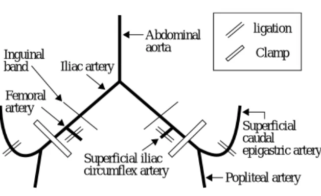 Fig. 2 In the edaravone group, CPK was higher than in the control group (763 앐 137 IU/L: 1438 앐 280 IU/L, P = 0.06).