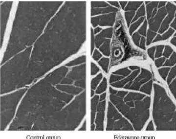 Fig. 4 In edaravone group, the rats muscles showed only slight swelling and better patent capillary vessels compared to control group.