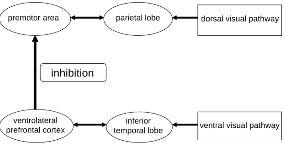 Figure 3  視覚経路と抑制機能