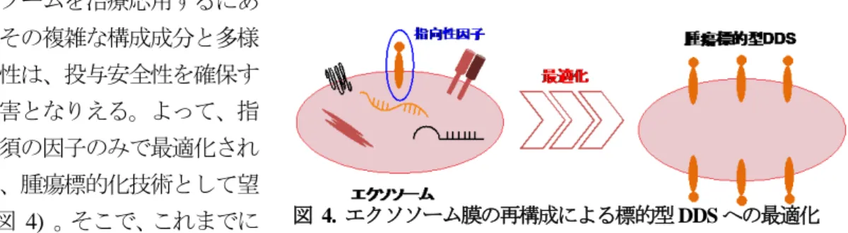 図  4.  エクソソーム膜の再構成による標的型 DDS への最適化