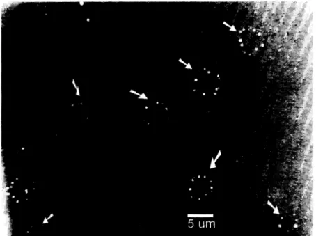 図 3a 3 月 8 日に高度 I I  I  0 0 ‑ I  I  9 1 7   m で捕集されたエアロゾル粒子 SEM 像の一例．
