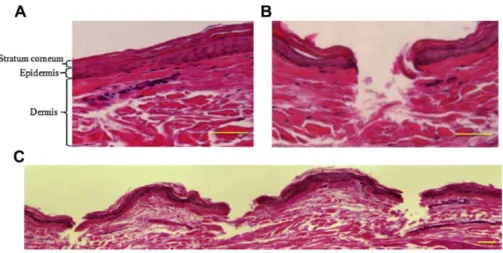 Fig. 3B indicates the microscope images of MNs containing blue dyes after 1 h application in  rat skin