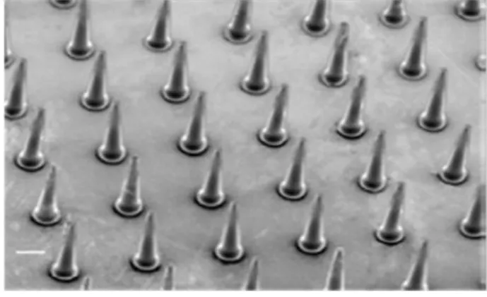 Fig.  12.Scanning  electron  micrograph  of  a  section  containing  insulin-loaded  MNs  with  lengths of 800 μm, and diameters of 160 μm at the base and 40 μm at the tip